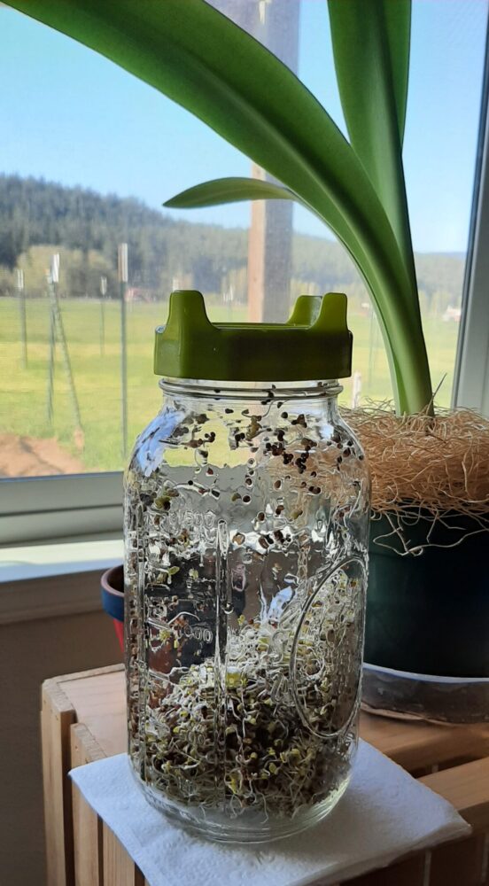Grow sprouts at home
