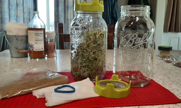 How to Grow Sprouts at Home in a Jar (Easy Step-by-Step Guide)